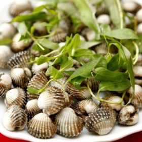 Sò huyết Lacos